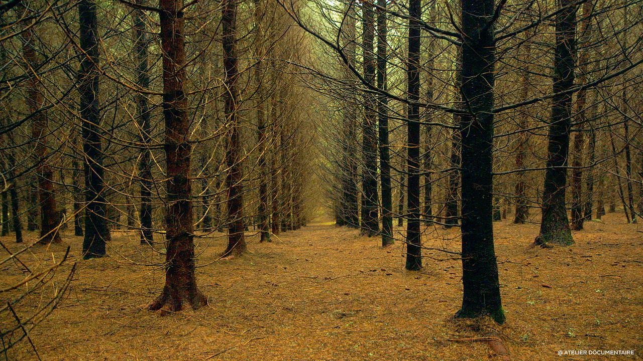 Le Temps des forêts : Bild