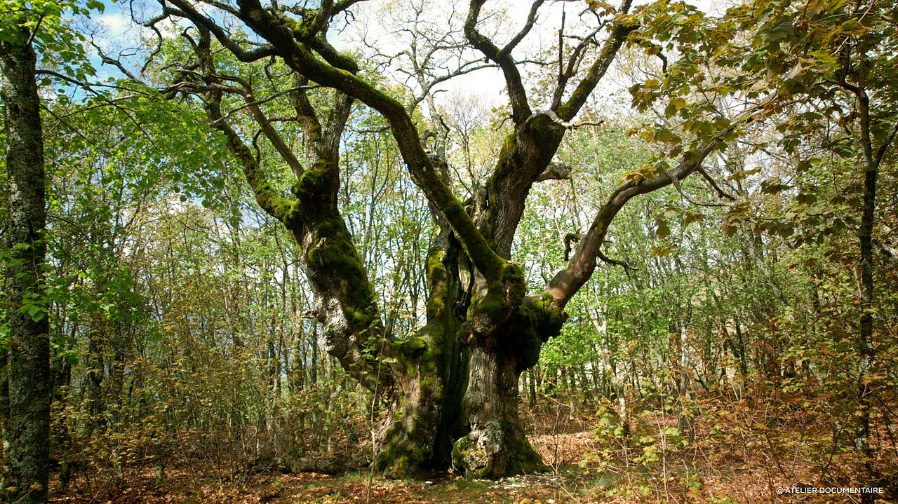 Le Temps des forêts : Bild