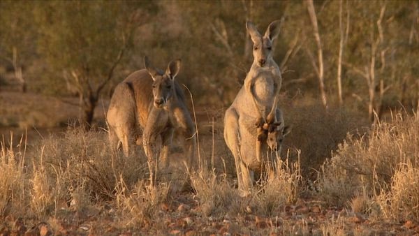 Kangaroo – A Love-Hate Story : Bild