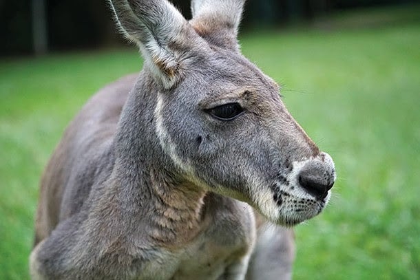 Kangaroo – A Love-Hate Story : Bild