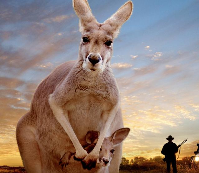 Kangaroo – A Love-Hate Story : Bild