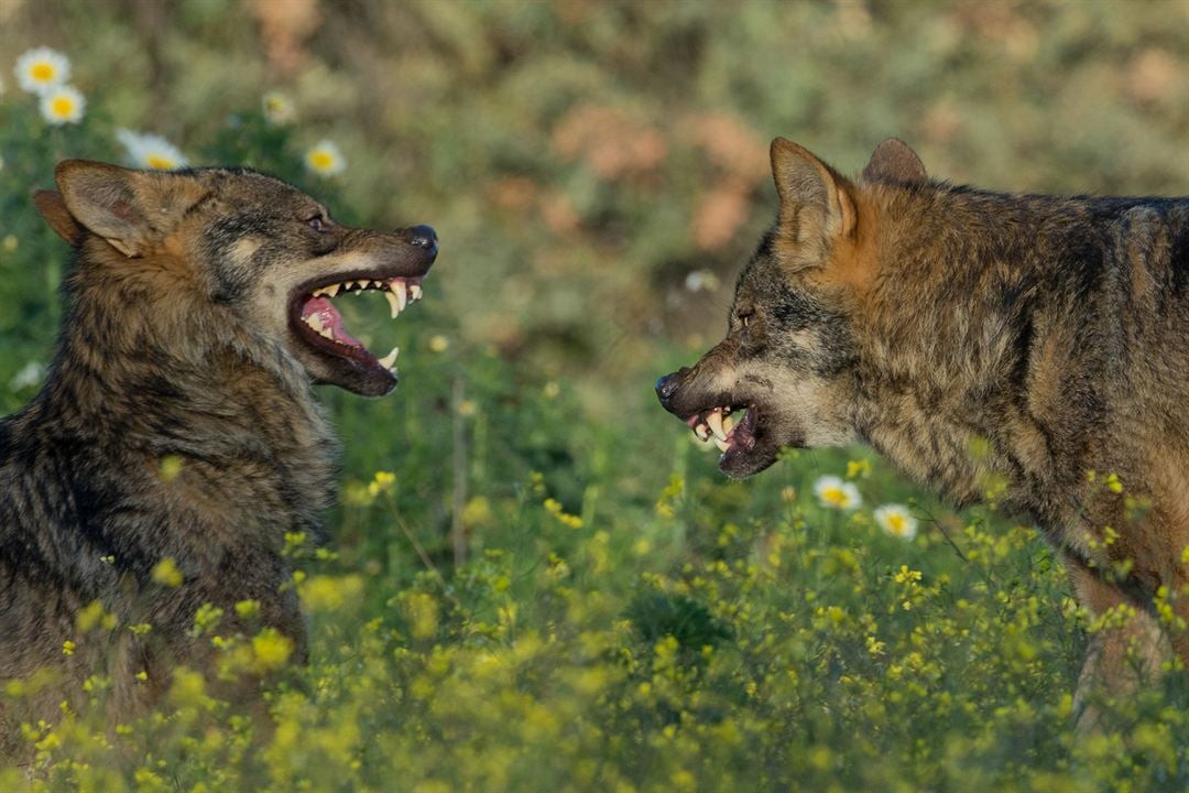 Barbacana, la huella del lobo : Bild