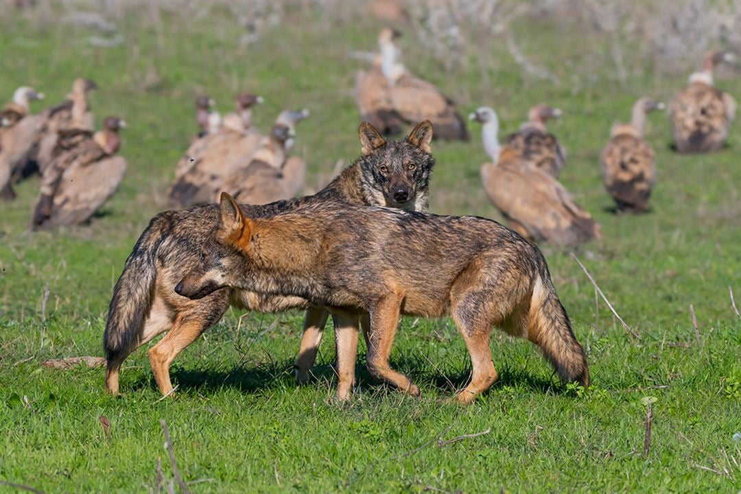 Barbacana, la huella del lobo : Bild