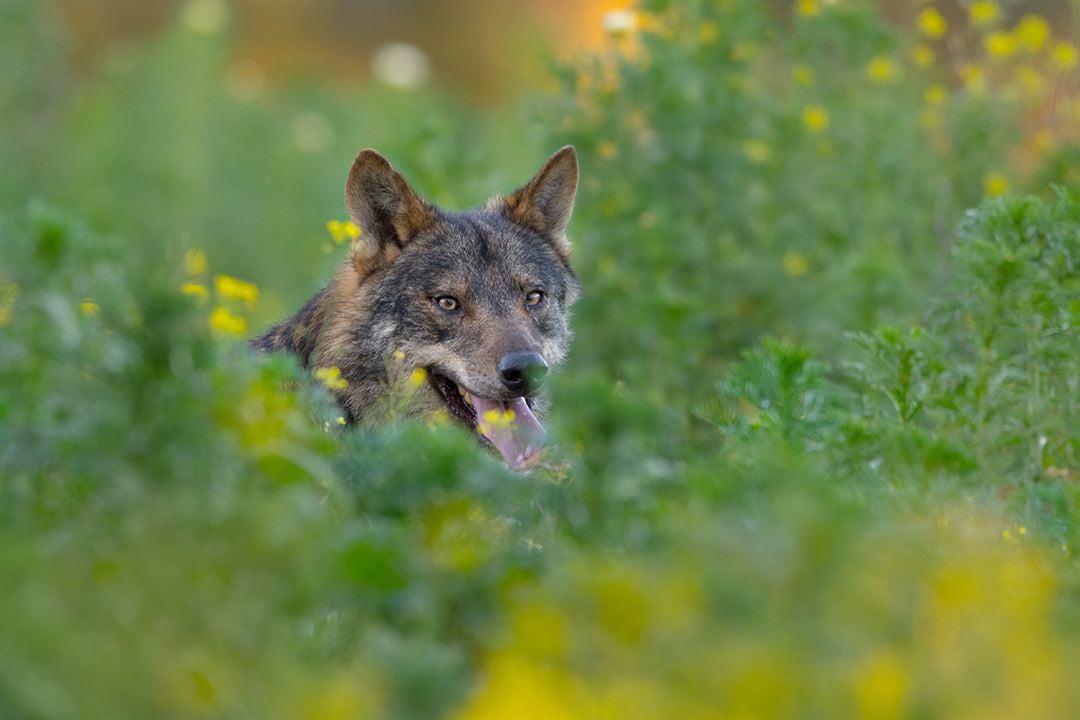 Barbacana, la huella del lobo : Bild