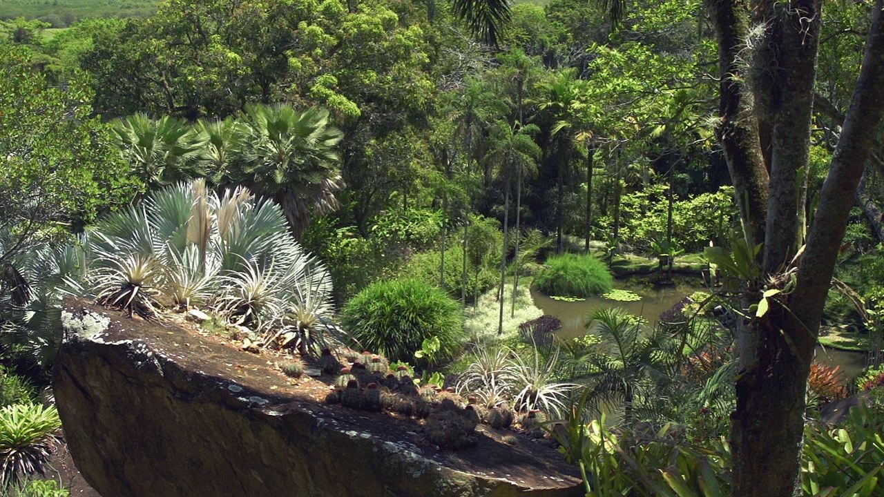 Filme Paisagem - Um Olhar Sobre Roberto Burle Marx : Bild