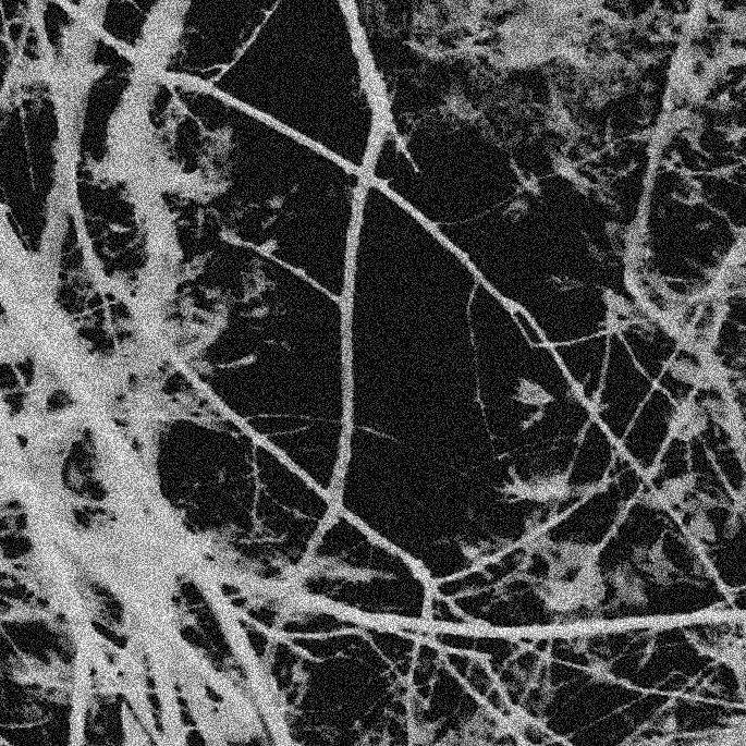 Com o Terceiro Olho na Terra da Profanação : Bild