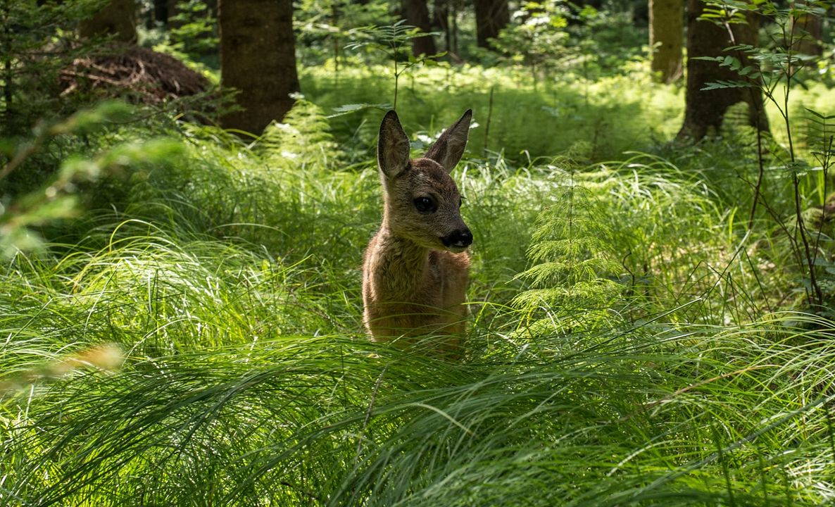 Die Wiese - Ein Paradies nebenan : Bild