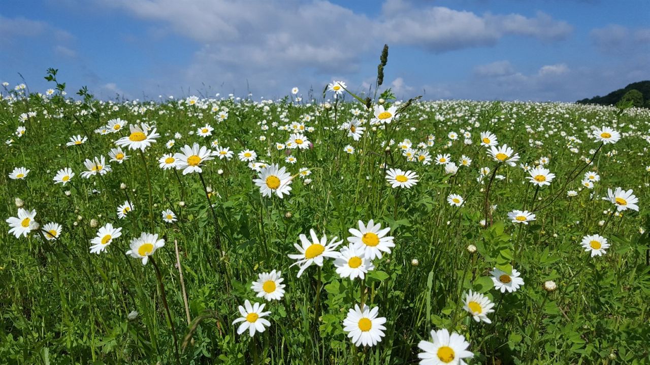 Die Wiese - Ein Paradies nebenan : Bild