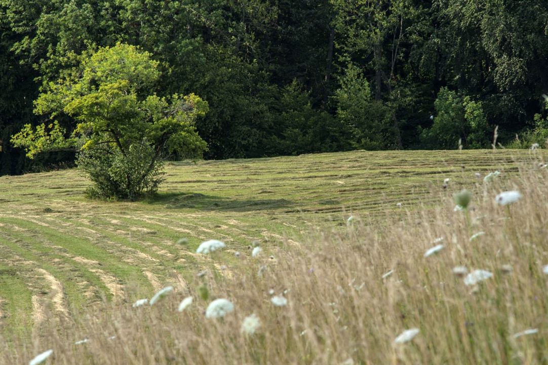 Die Wiese - Ein Paradies nebenan : Bild