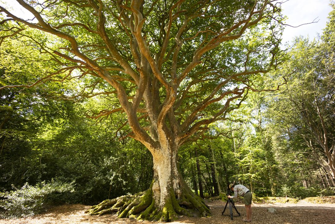 Les Arbres Remarquables, Un Patrimoine À Protéger : Bild