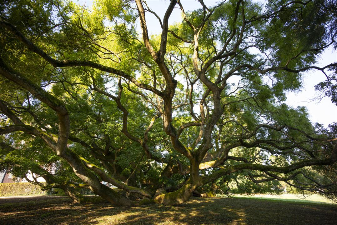 Les Arbres Remarquables, Un Patrimoine À Protéger : Bild