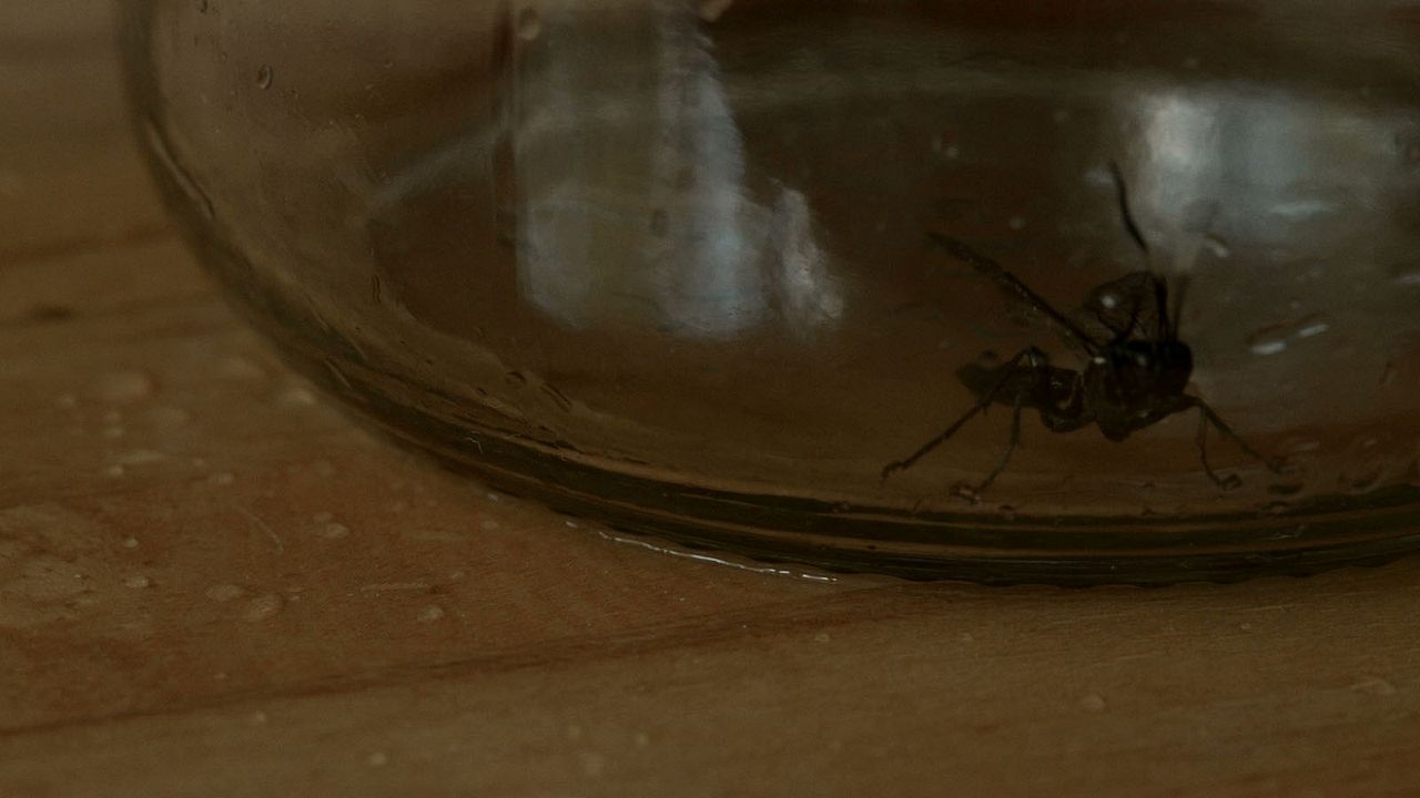 Pour Ernestine : Bild