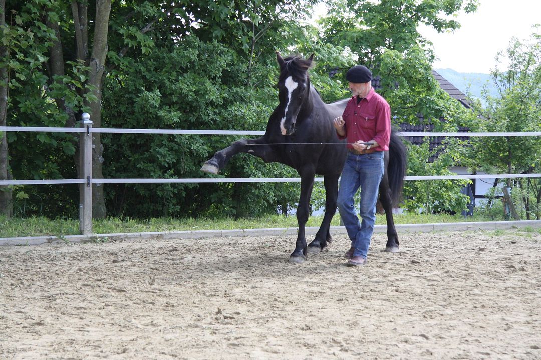 Peter Pfister - der Pferdemann : Bild