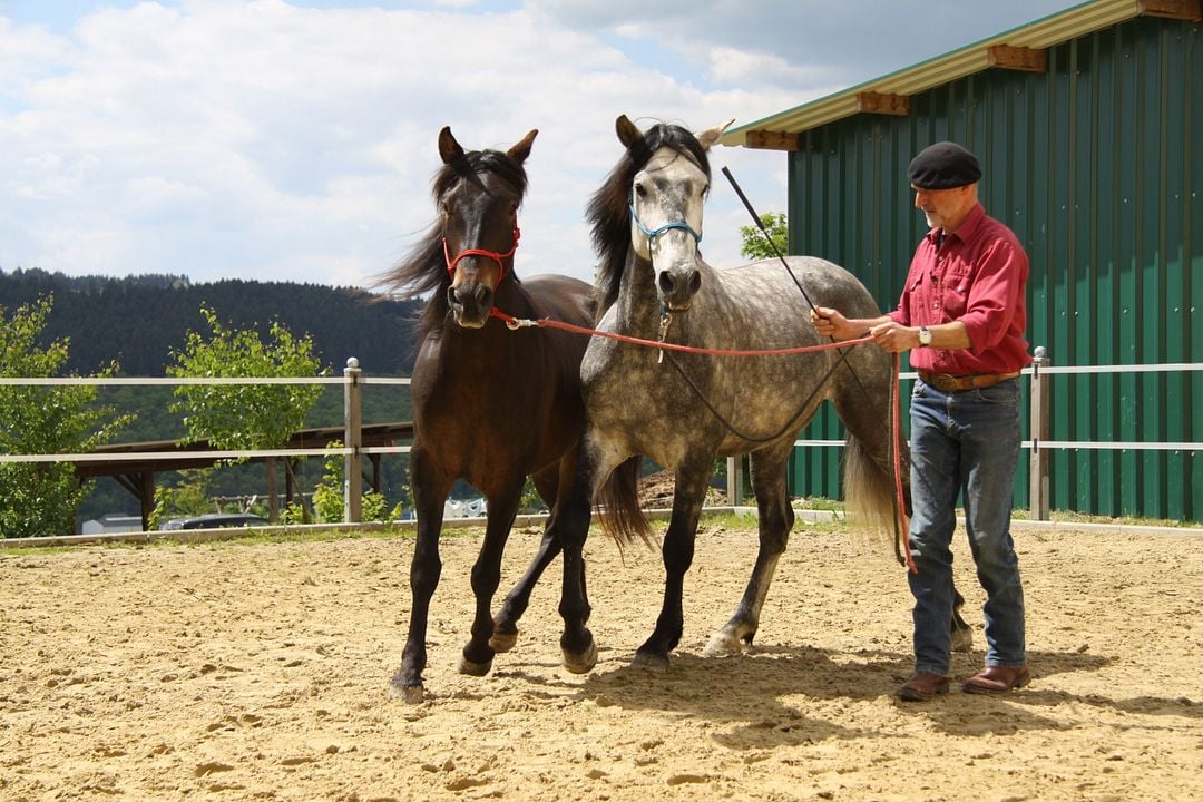 Peter Pfister - der Pferdemann : Bild