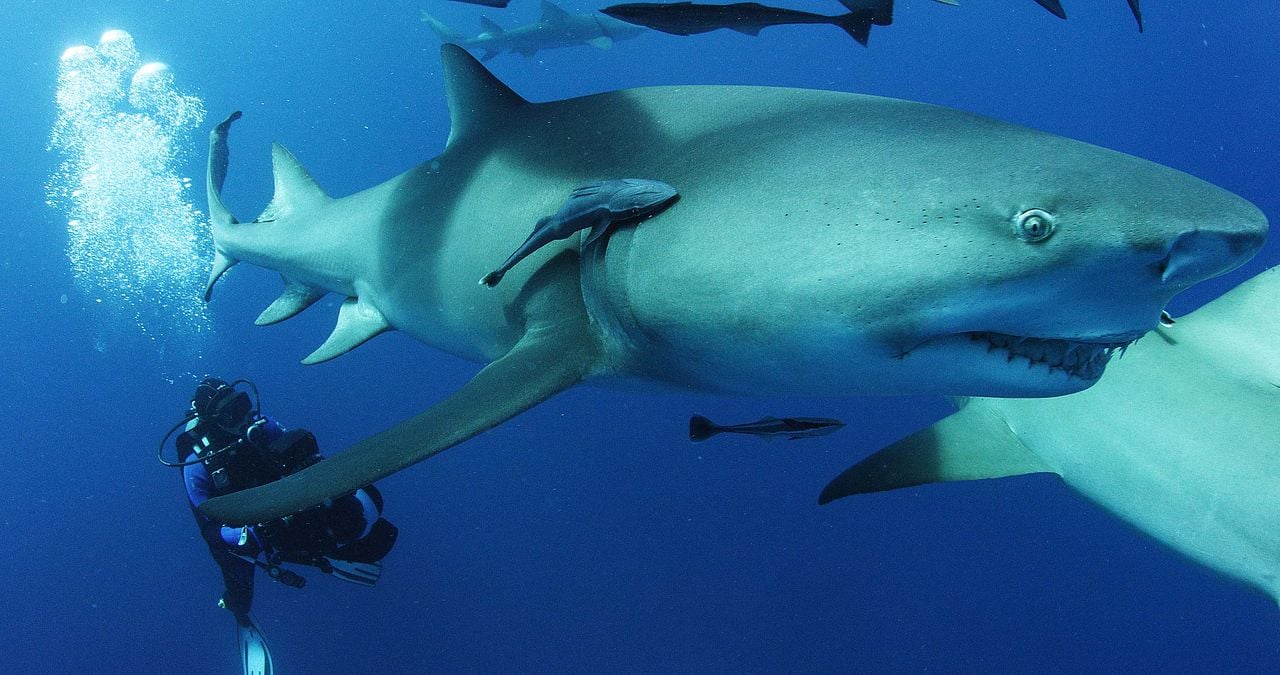 Sharkwater Extinction – Die Ausrottung : Bild