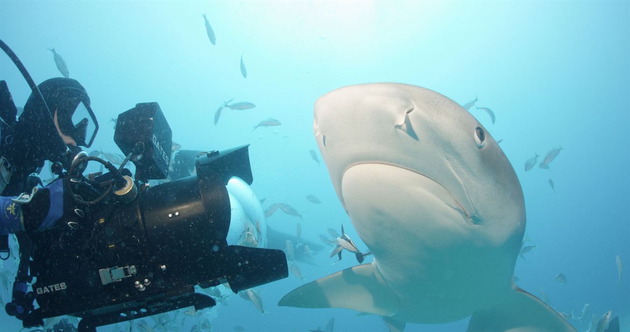 Sharkwater Extinction – Die Ausrottung : Bild