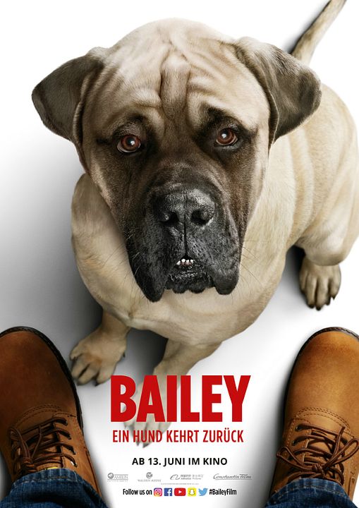 Bailey - Ein Hund kehrt zurück : Kinoposter