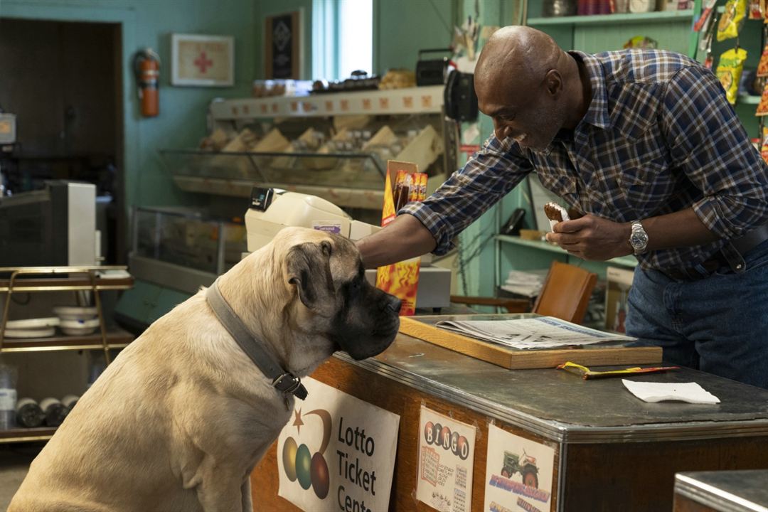 Bailey - Ein Hund kehrt zurück : Bild