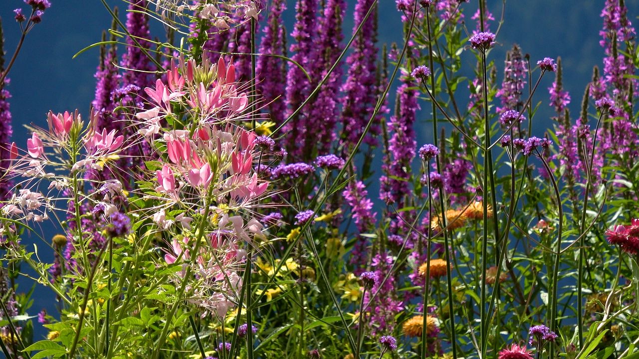 Le Jardin Des Cimes - Une Enclave En Altitude : Bild