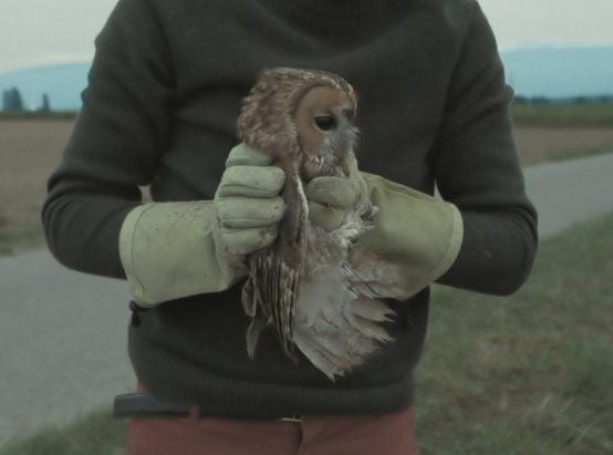 L'Île Aux Oiseaux : Bild
