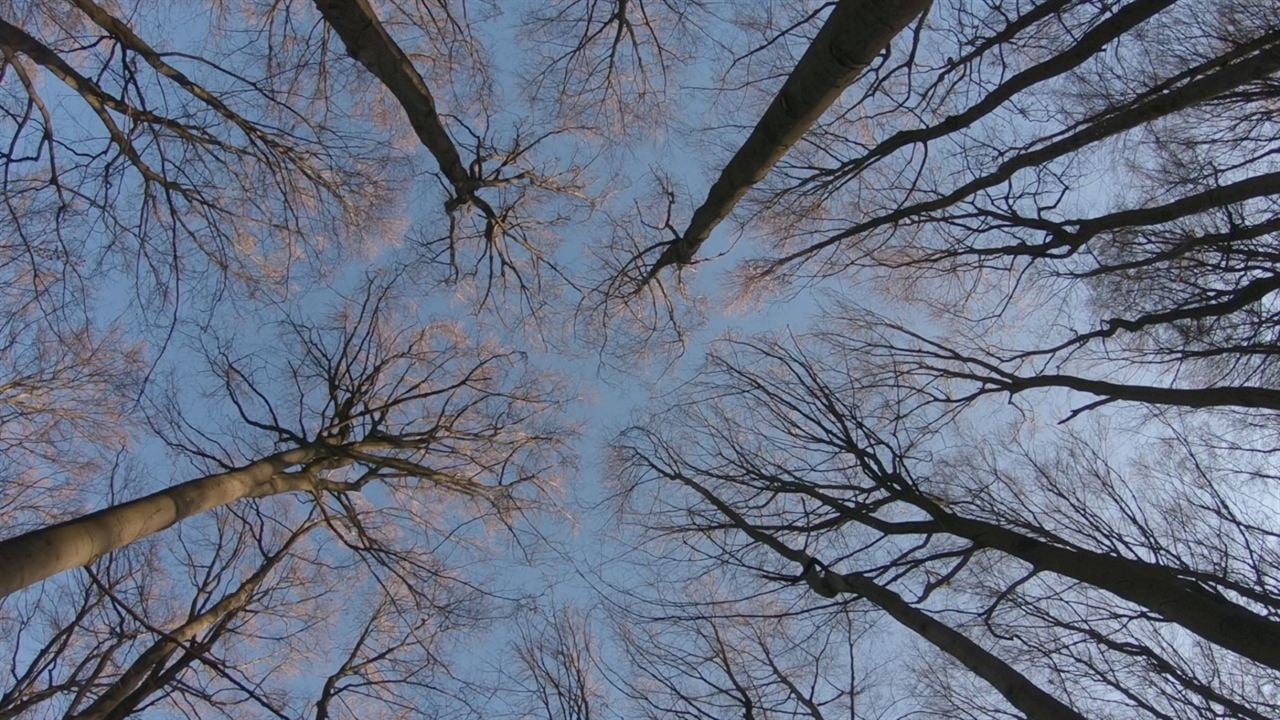 Das geheime Leben der Bäume : Bild