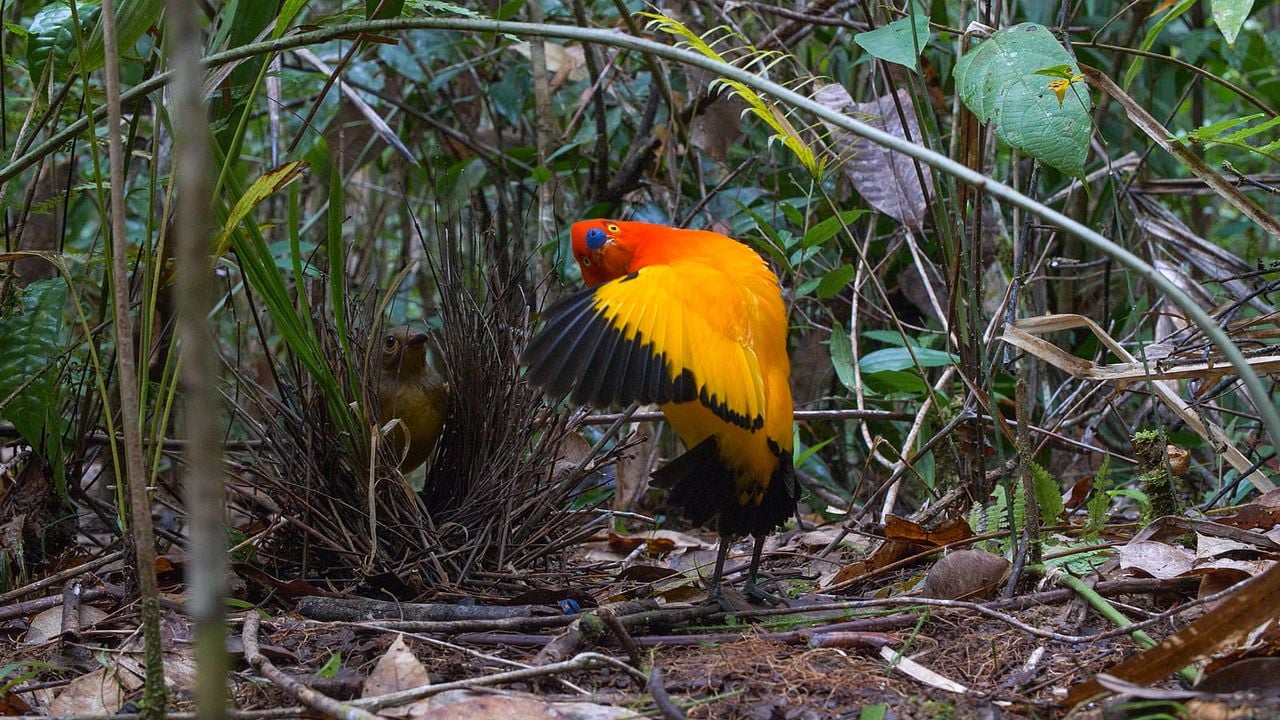 Dancing With The Birds : Bild