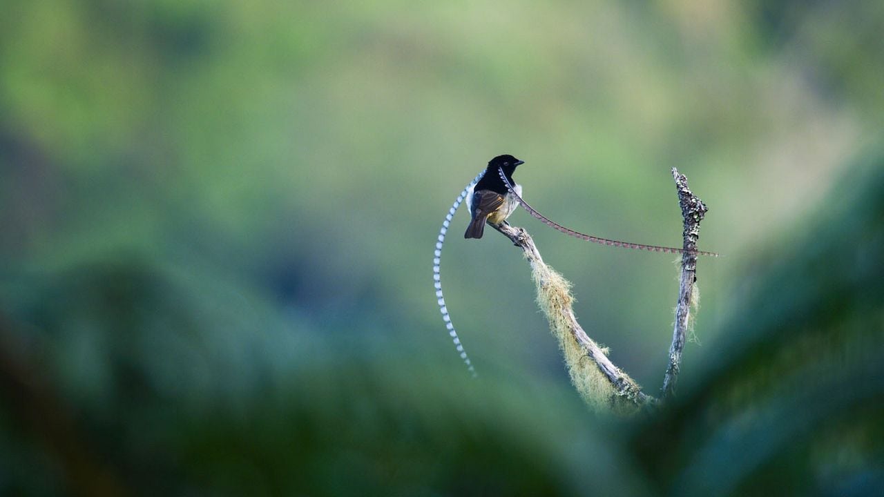 Dancing With The Birds : Bild