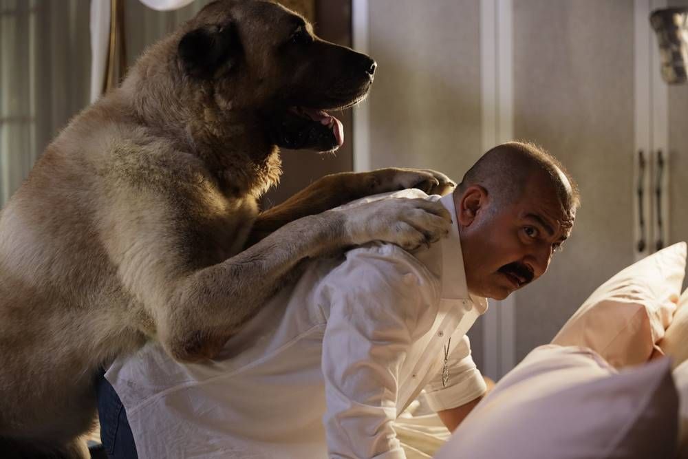 Aman Reis Duymasın : Bild