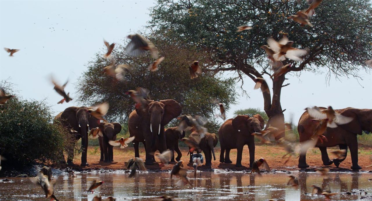 Die Elefantenmutter : Bild