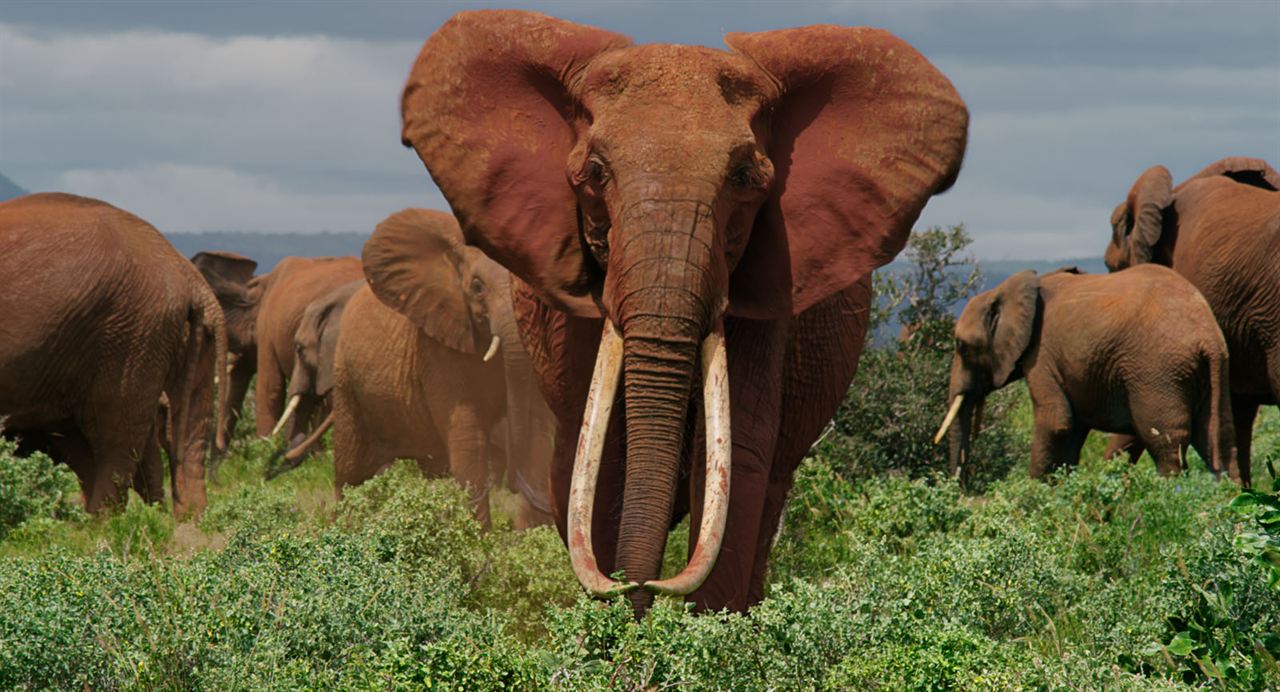 Die Elefantenmutter : Bild