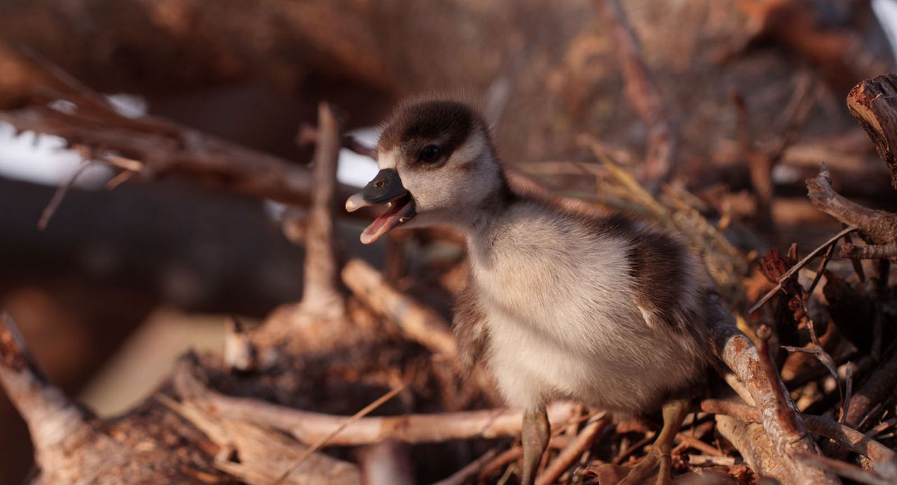 Die Elefantenmutter : Bild