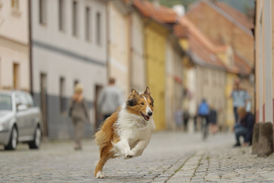 Lassie - Eine abenteuerliche Reise : Bild