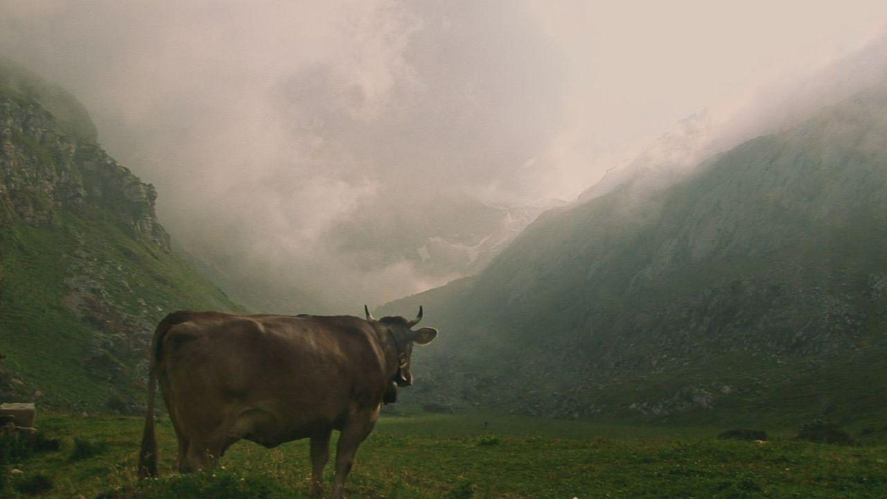 Plötzlich Heimweh : Bild