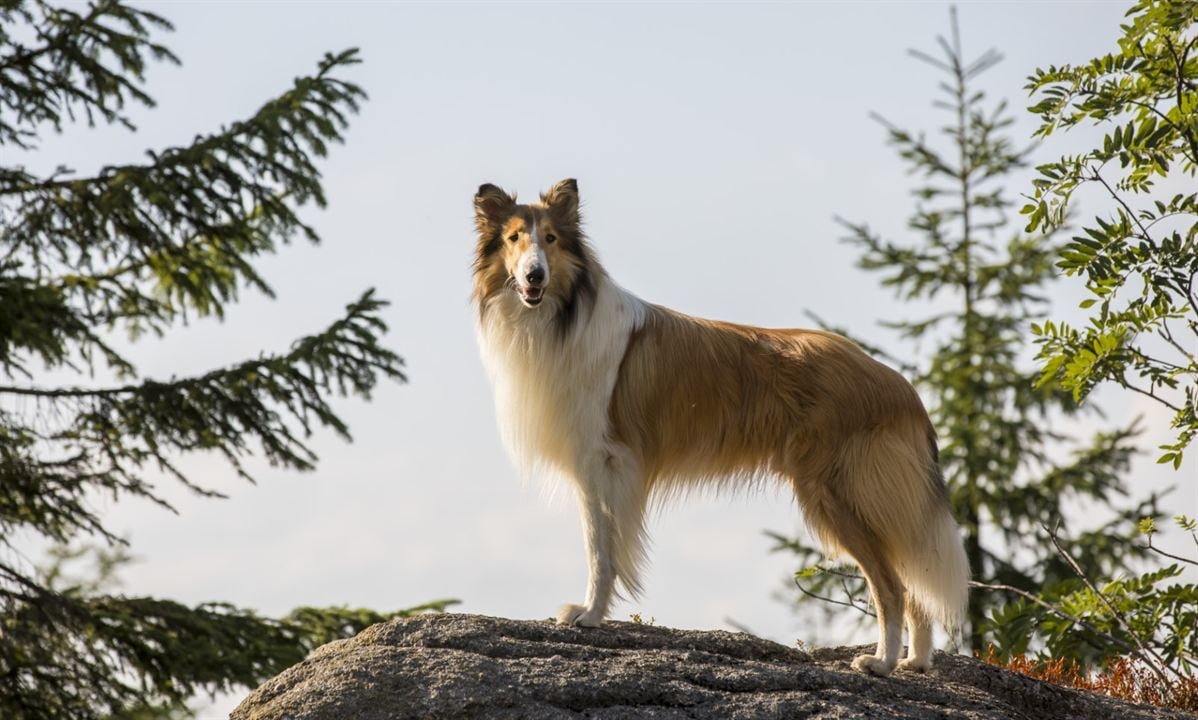 Lassie - Eine abenteuerliche Reise : Bild