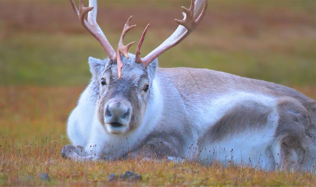 Spitzbergen – Auf Expedition in der Arktis : Bild