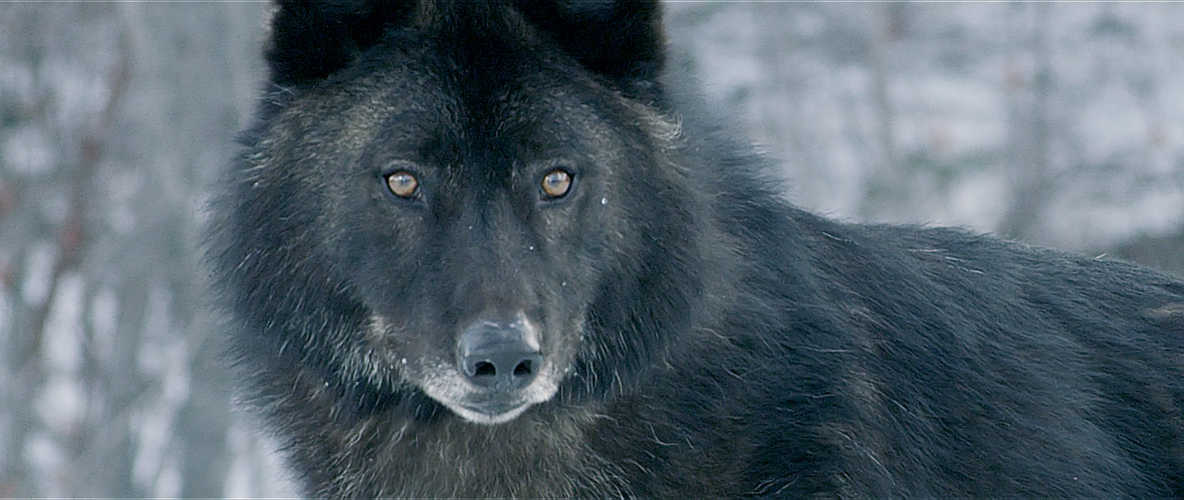 Daughter Of The Wolf : Bild