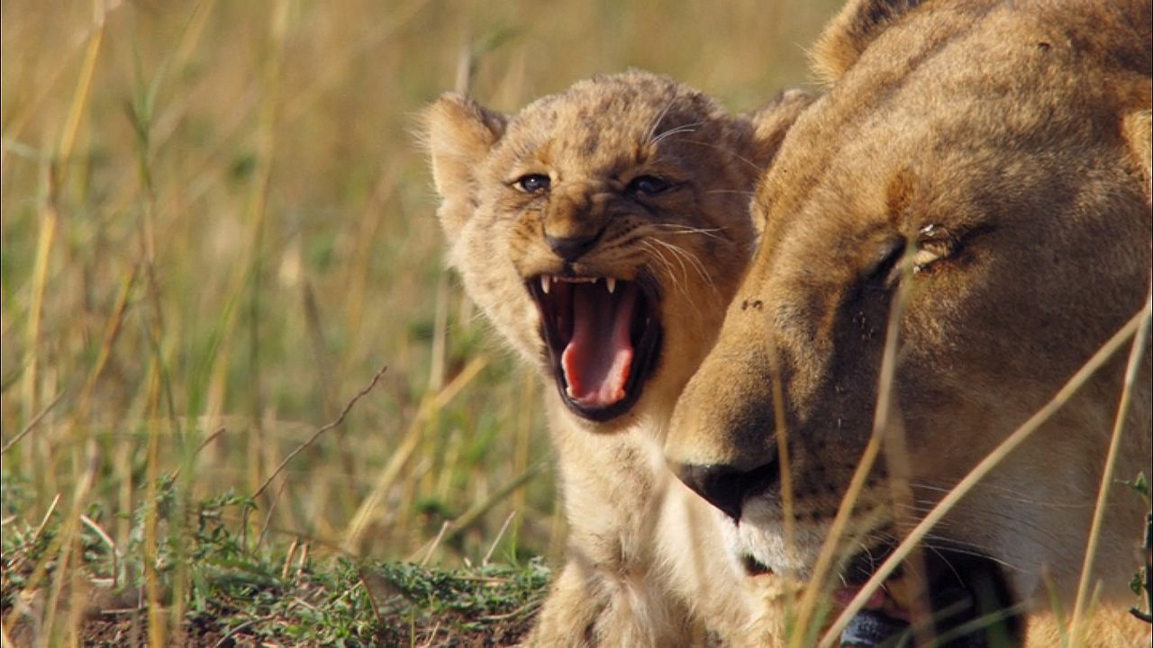 Growing Up Wild : Bild