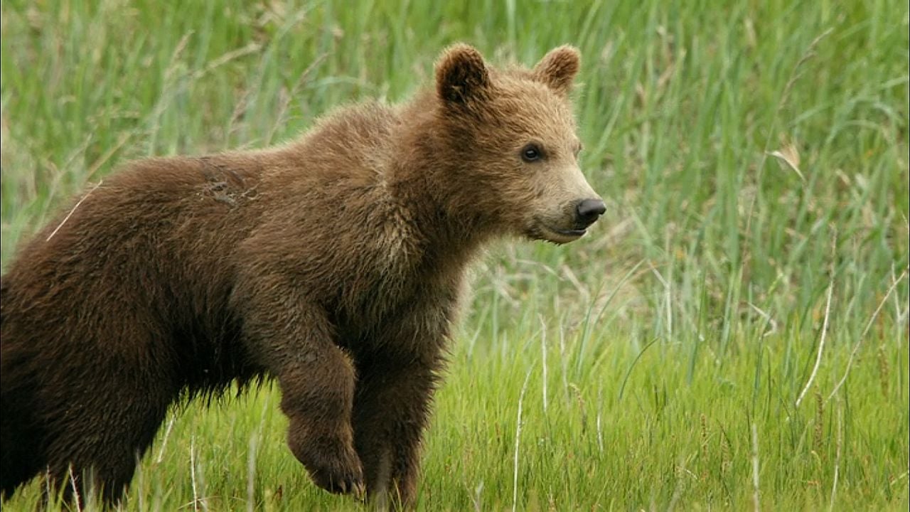 Growing Up Wild : Bild