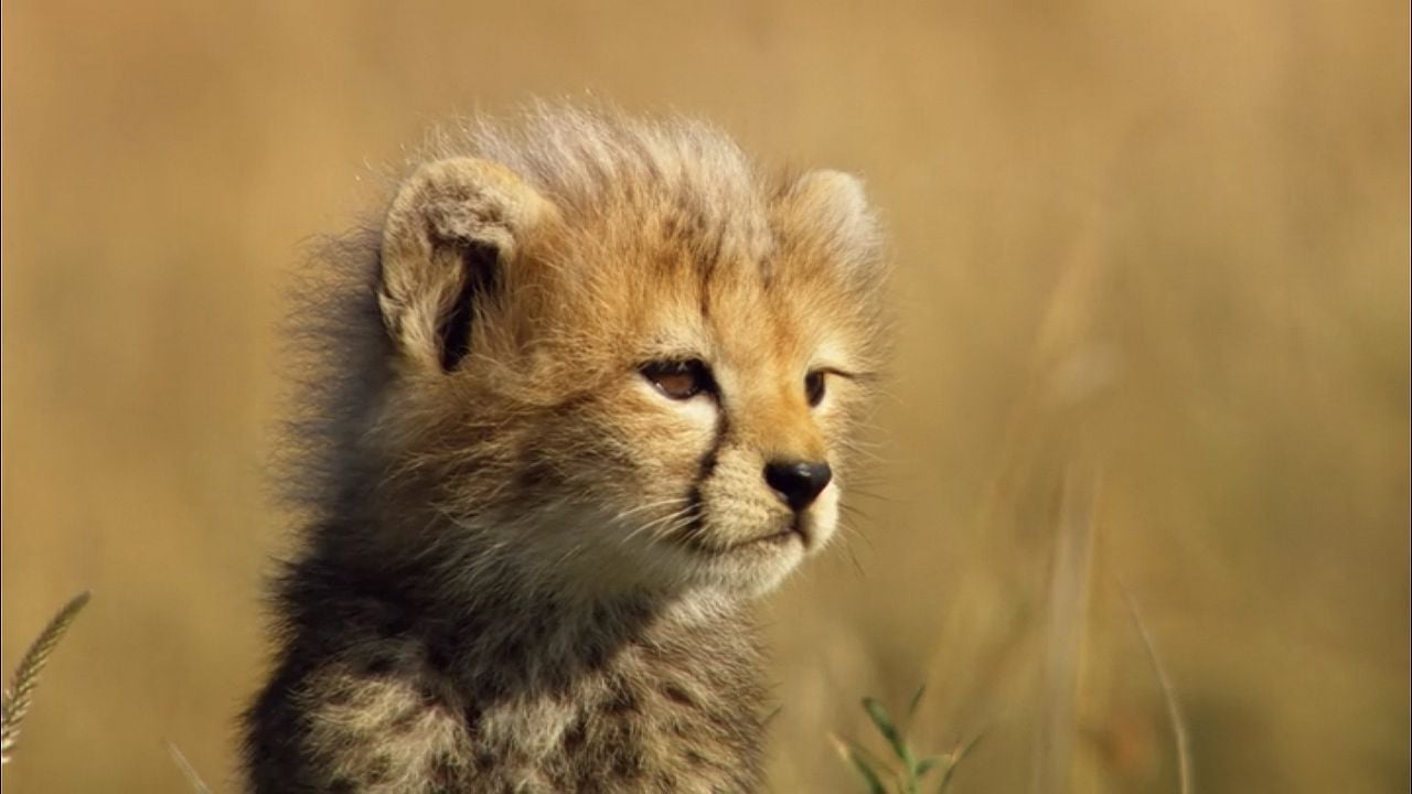 Growing Up Wild : Bild