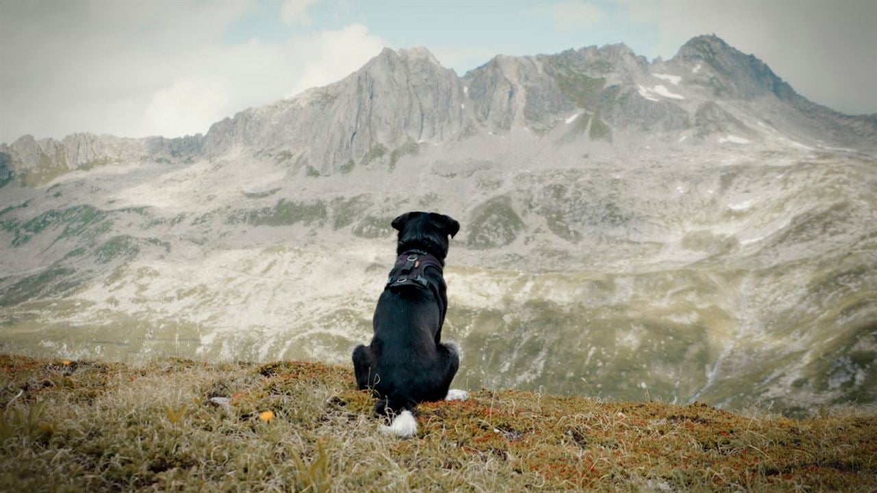 Cody - Wie ein Hund die Welt verändert : Bild