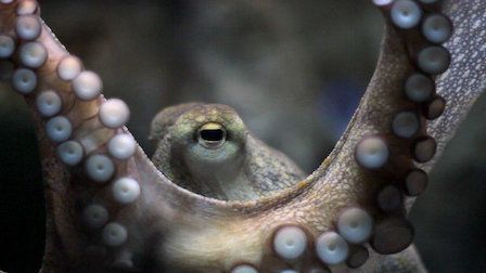 Explained : Kinoposter