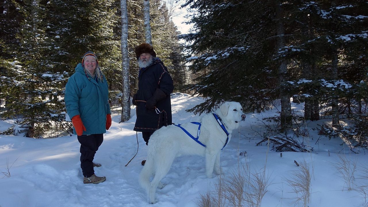 Die Rückkehr der Wölfe : Bild