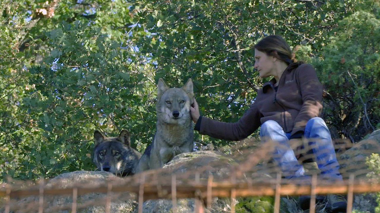 Die Rückkehr der Wölfe : Bild