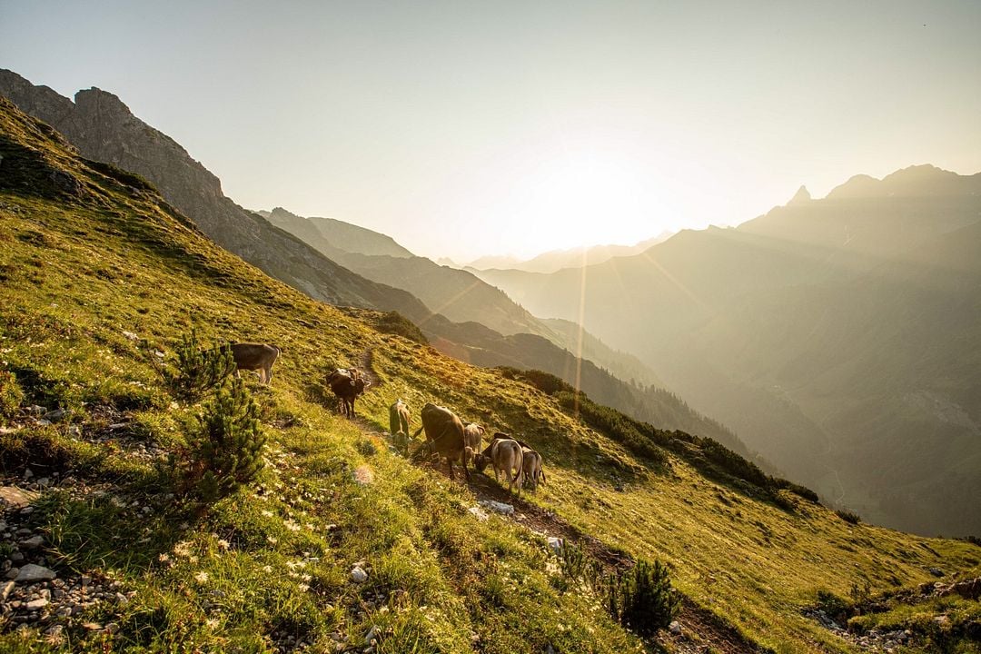 Im Berg dahuim : Bild