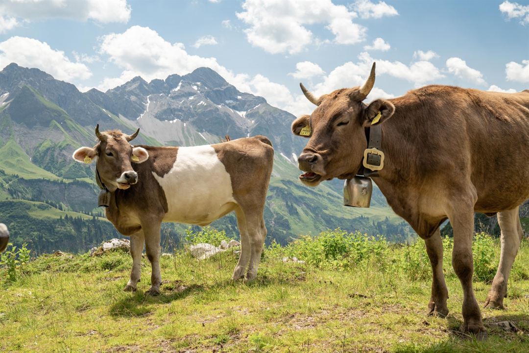 Im Berg dahuim : Bild