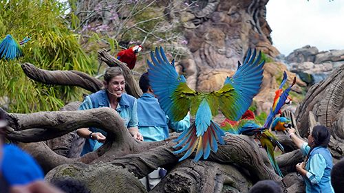 Magic of Disney's Animal Kingdom : Kinoposter