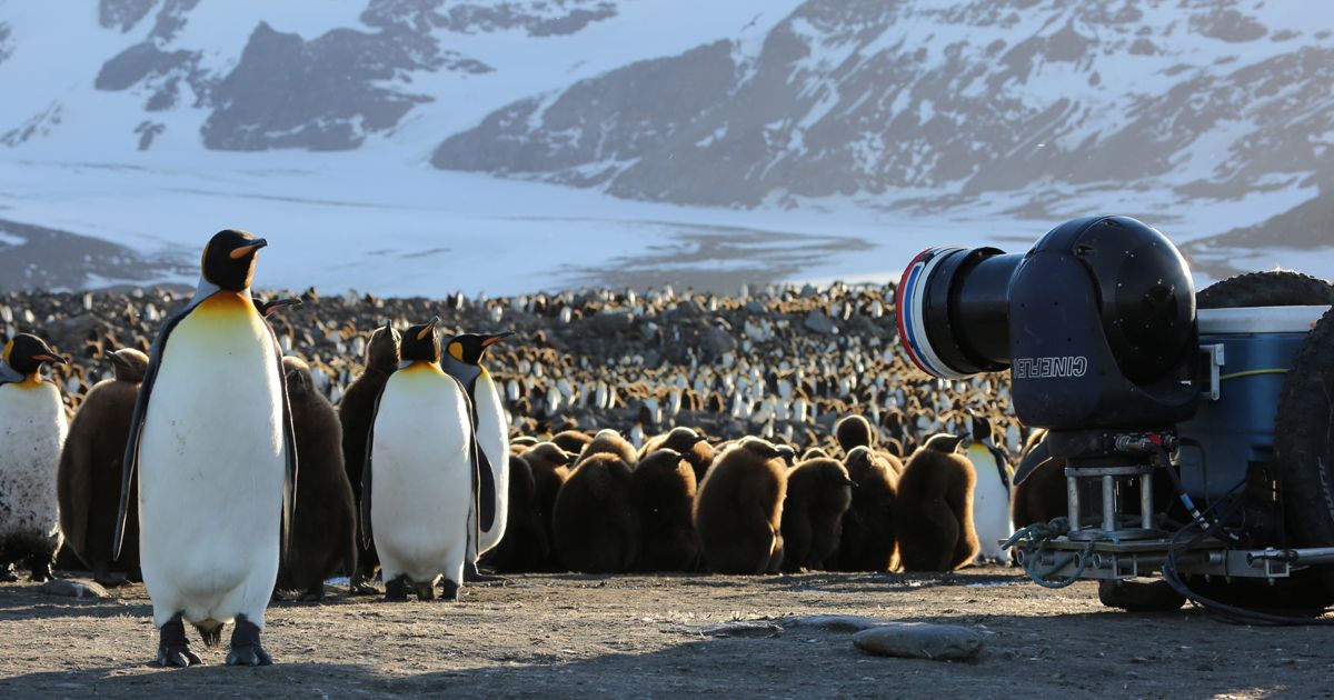 Our Planet: Behind the Scenes : Bild