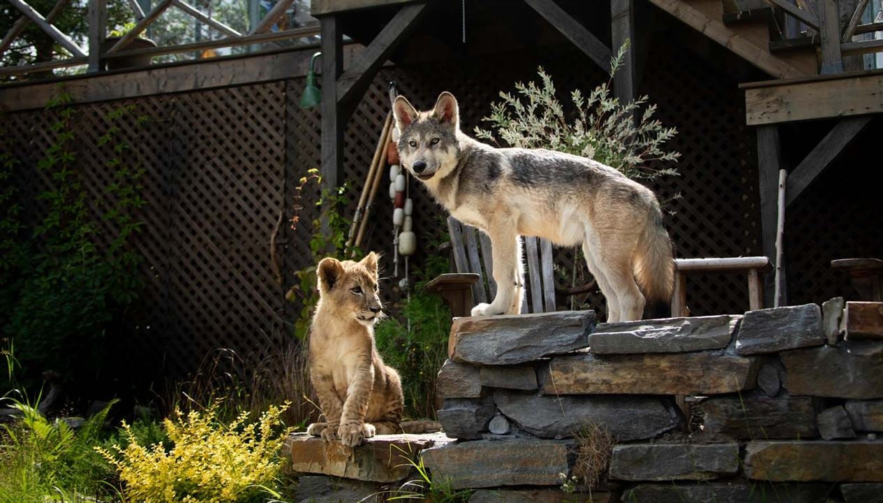 Der Wolf und der Löwe : Bild
