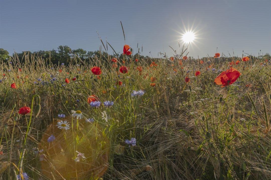 Heimat Natur : Bild