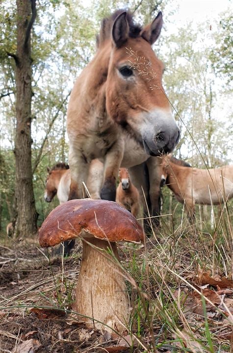 Heimat Natur : Bild